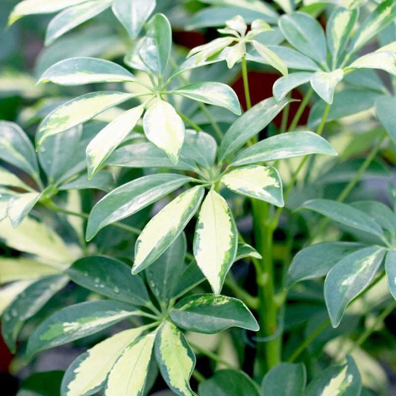 Schefflera arboricola variegata - Variegated Umbrella Plant