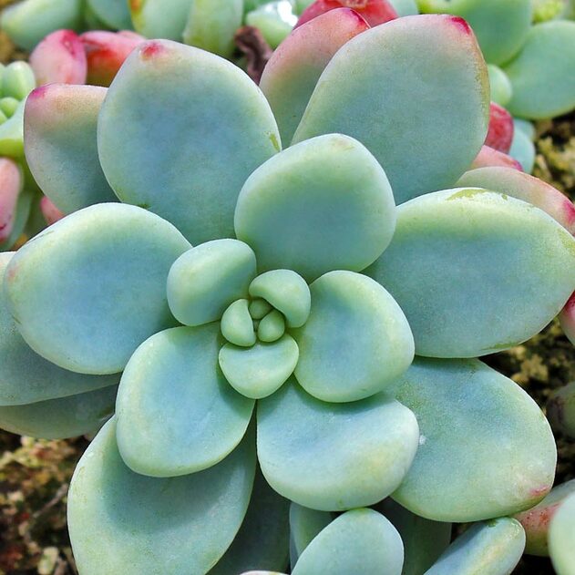 Sedum clavatum