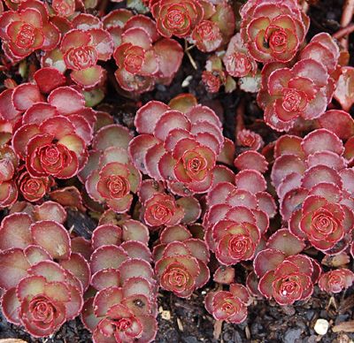 Sedum spurium 'Red Rock'