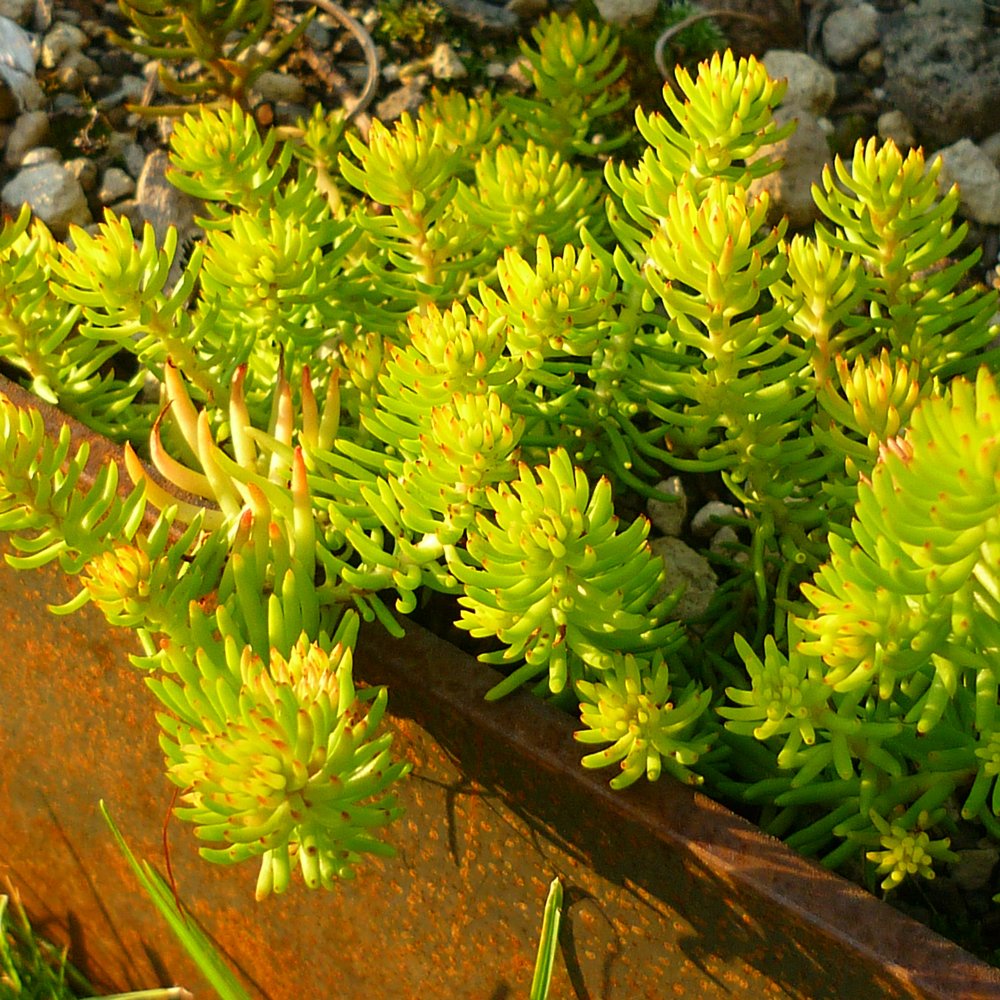 Sedum rupestre 'Angelina'