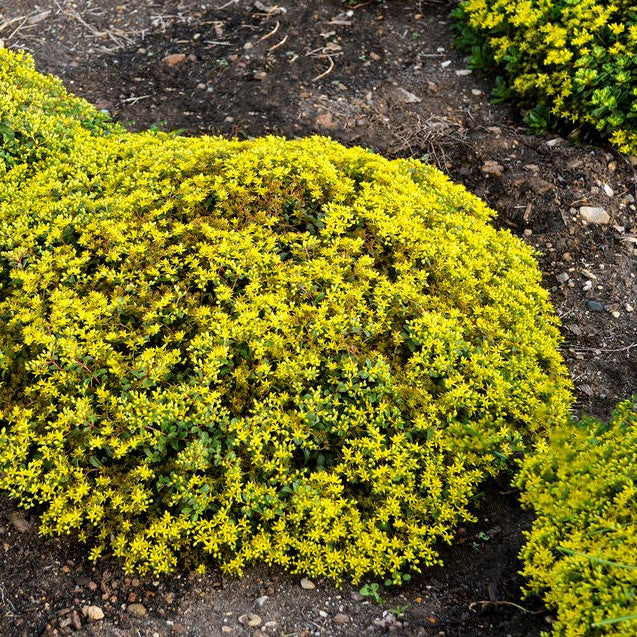 Sedum Rock N' Low Stonecrop 'Yellow Brick Road'