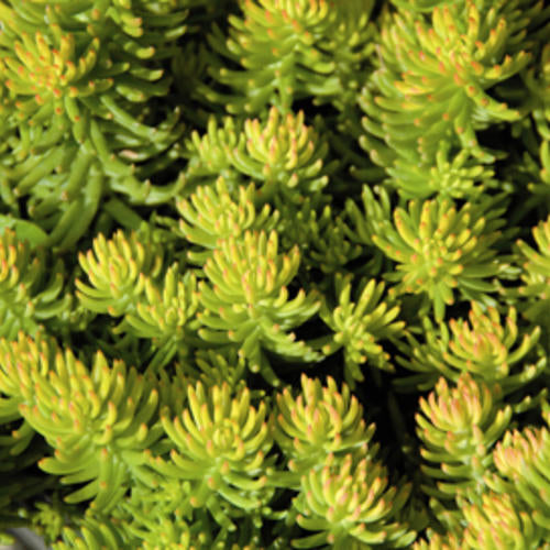 Sedum reflexum 'Yellow Cushion'