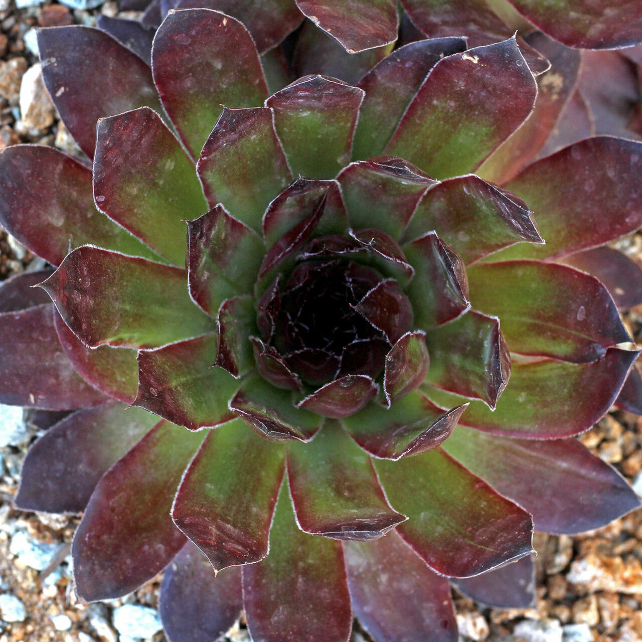 Sempervivum 'Black'