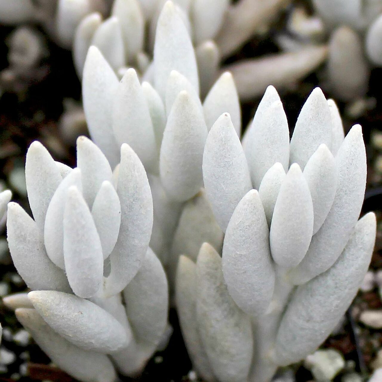 Senecio haworthii - Wooly Senecio, Cocoon Plant