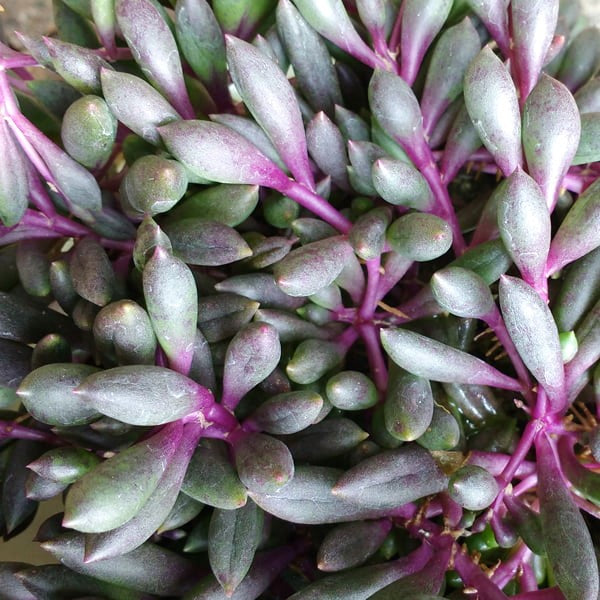 Senecio herreanus 'Purple Flush' - String of Bananas