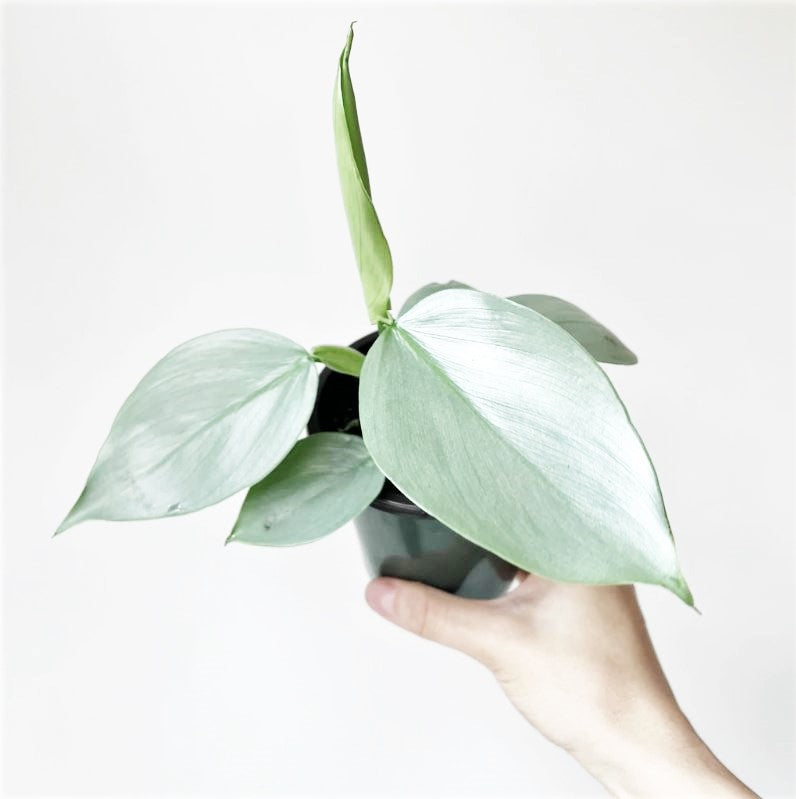 Philodendron hastatum 'Silver Sword'