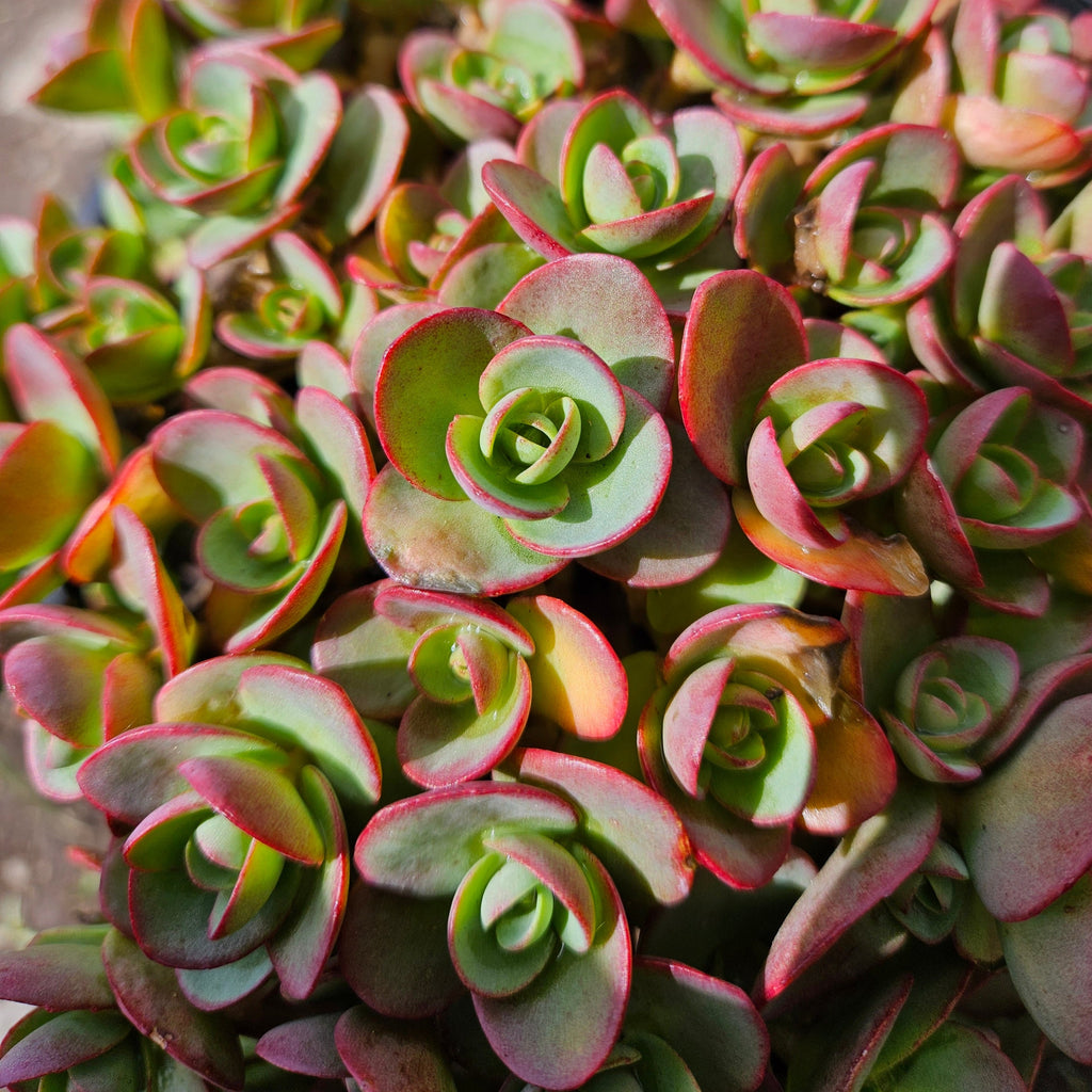 lime green succulent plants Sedum SUNSPARKLER 'Lime Zinger' Outdoor Succulent