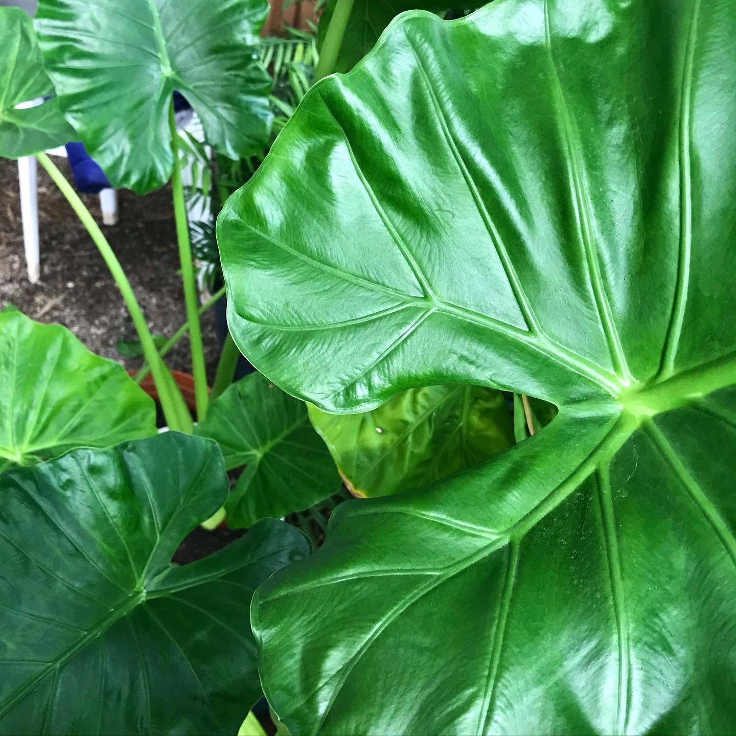 Alocasia 'Calidora' - Elephant Ear