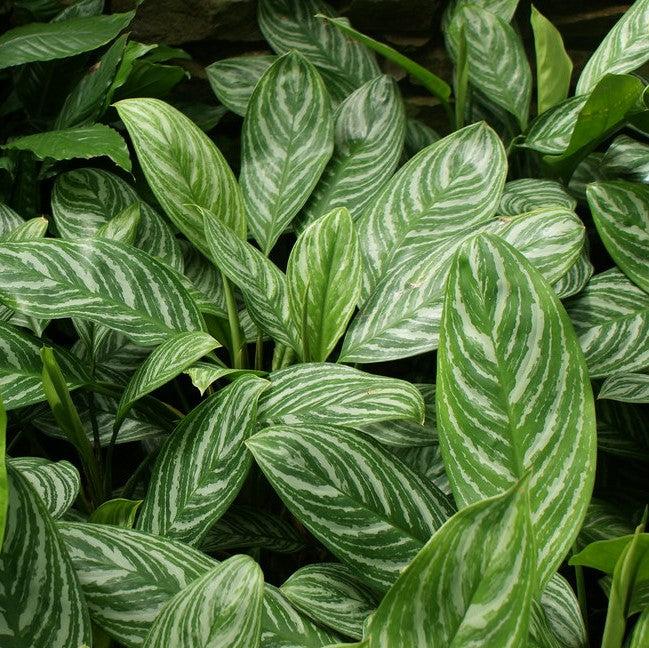 Aglaonema 'Stripes' - Chinese Evergreen