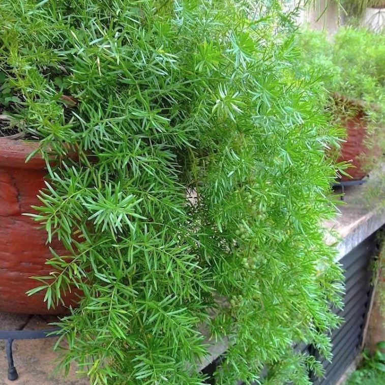 Asparagus densiflorus - Fuzzy Fern