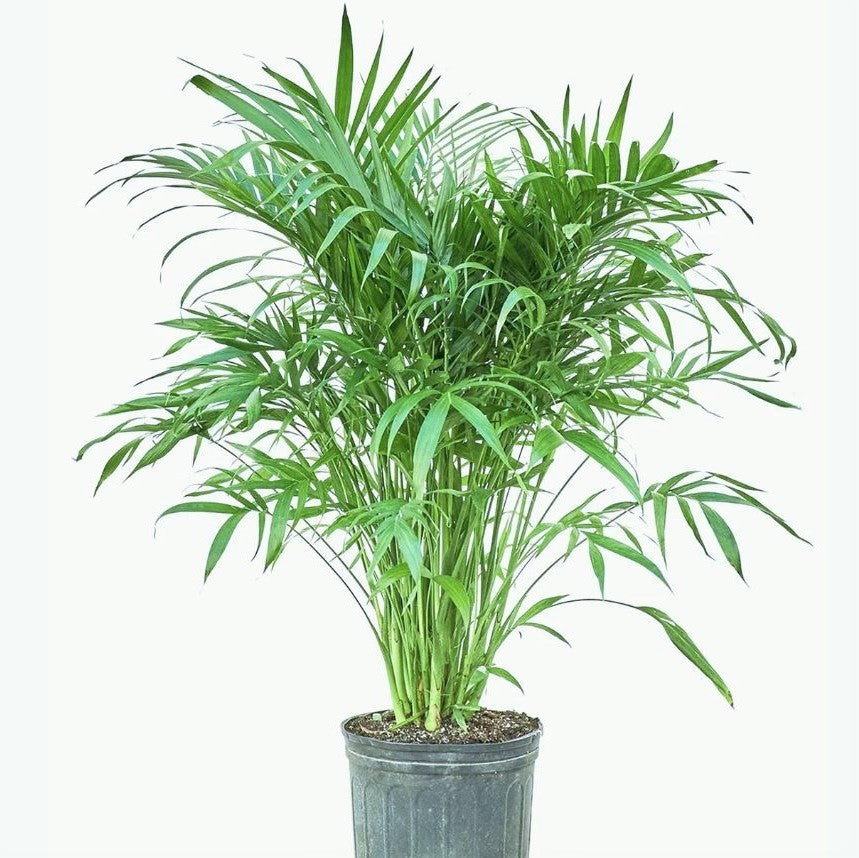 Chamaedorea and Succulents Plants Arrangement