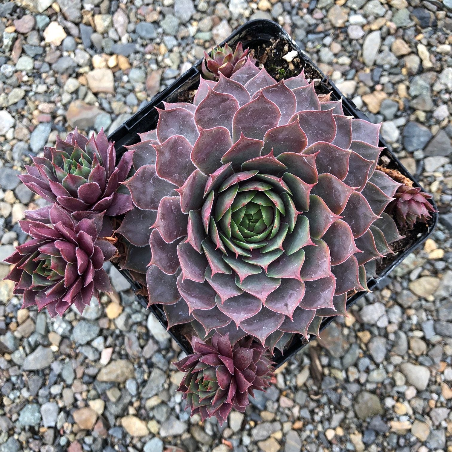 Sempervivum 'Berry Blues'