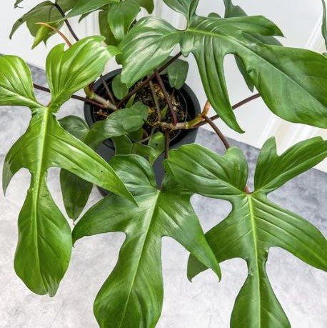 Philodendron 'Florida Beauty’