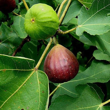 Ficus carica - Brown Turkey Fig