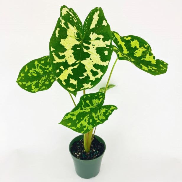 Caladium praetermissun 'Hilo Beauty' - Elephant Ear