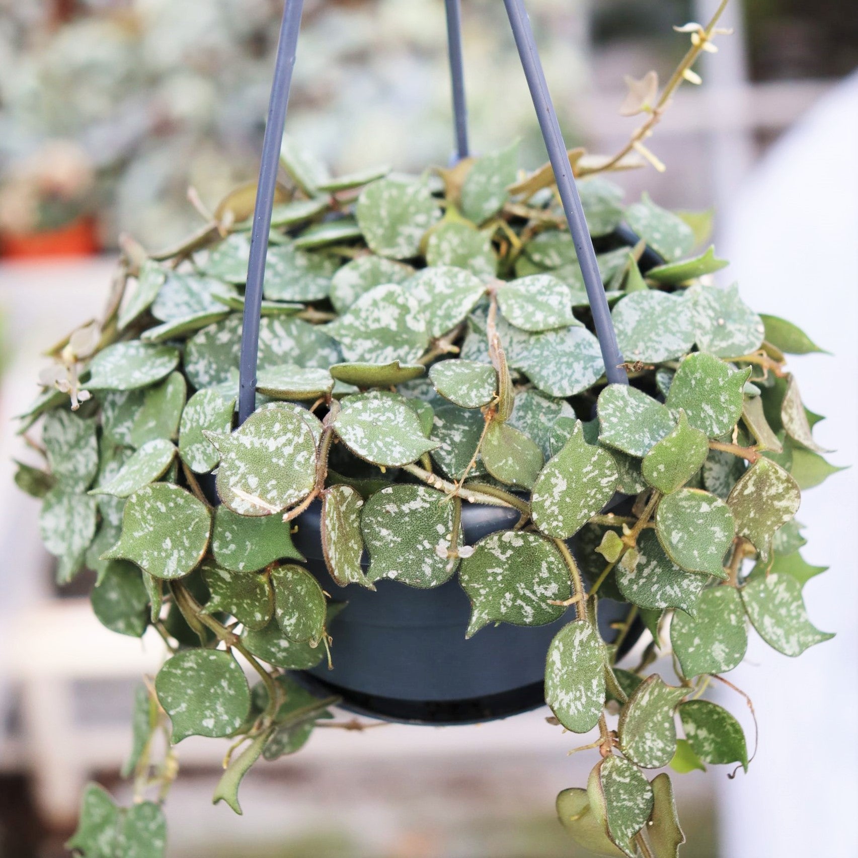 Hoya curtisii - Wax Plant