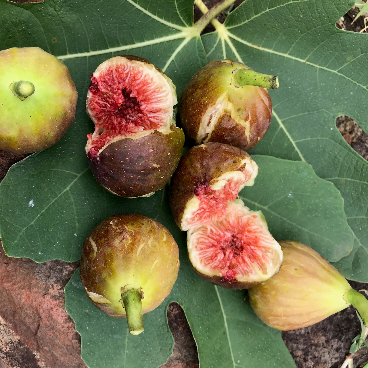Ficus carica - Brown Turkey Fig