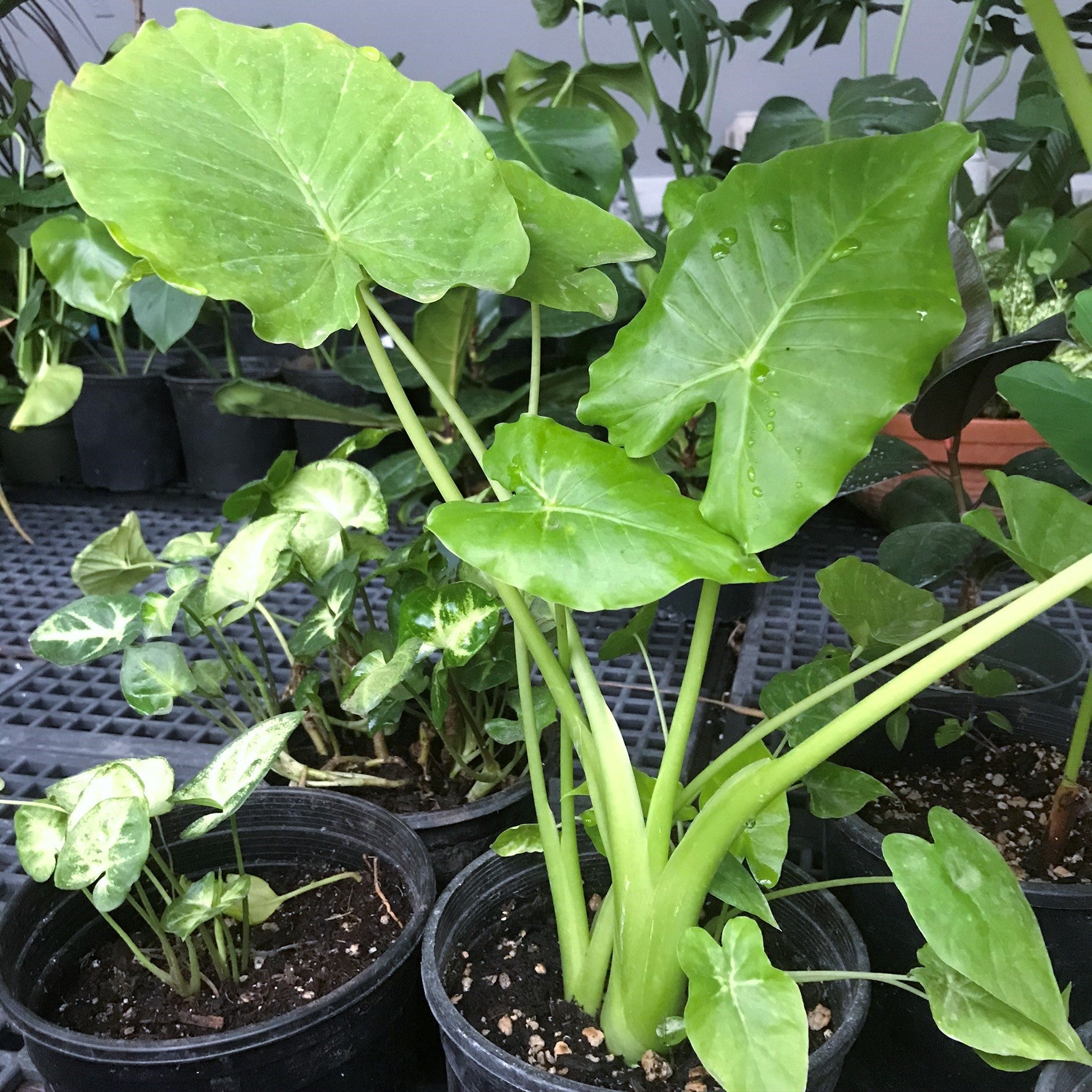 Alocasia 'Calidora' - Elephant Ear