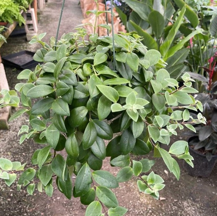 Aeschynanthus radicans 'Mona Lisa' - Lipstick Plant