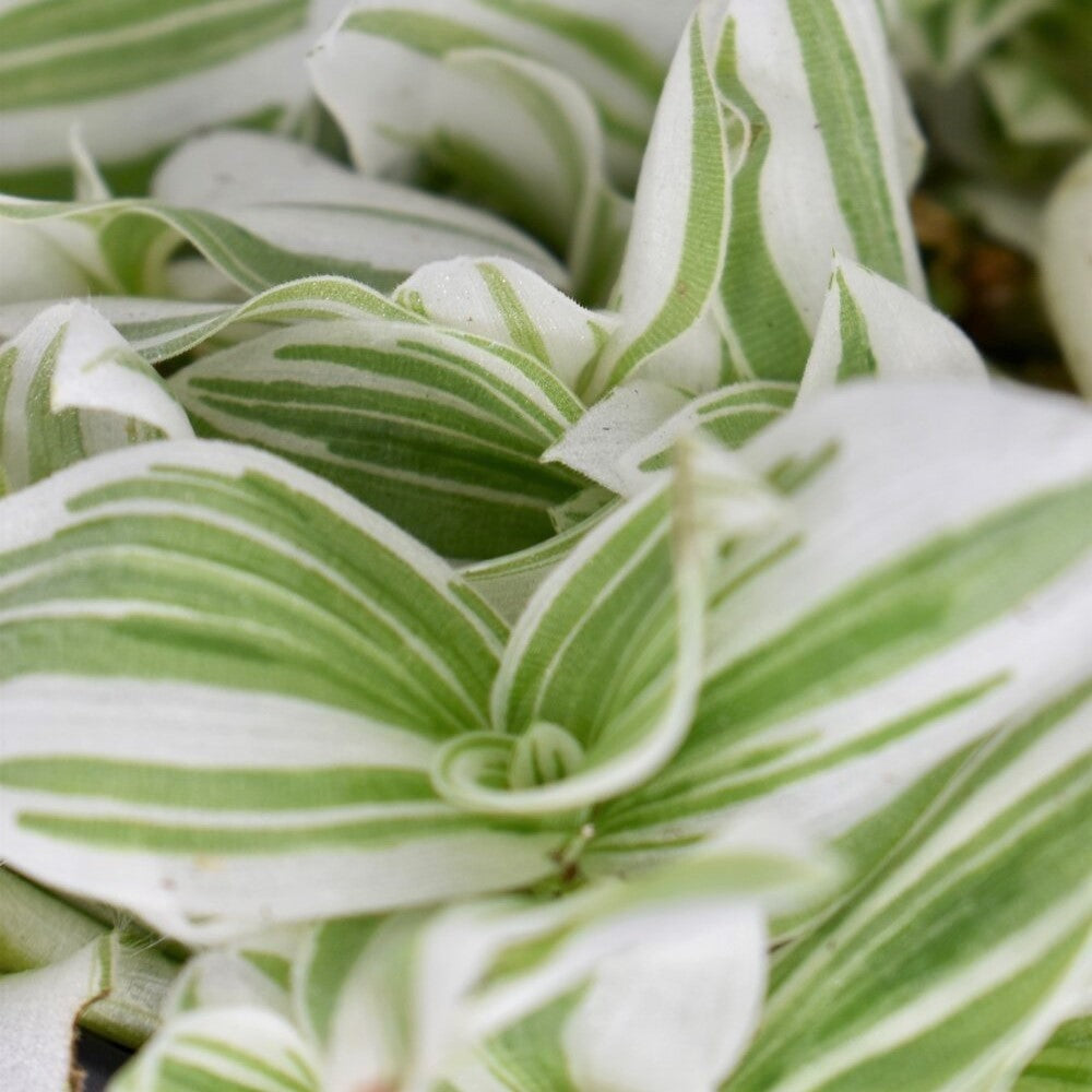 Tradescantia 'Pistachio  White' - Wandering Jew, Spiderwort