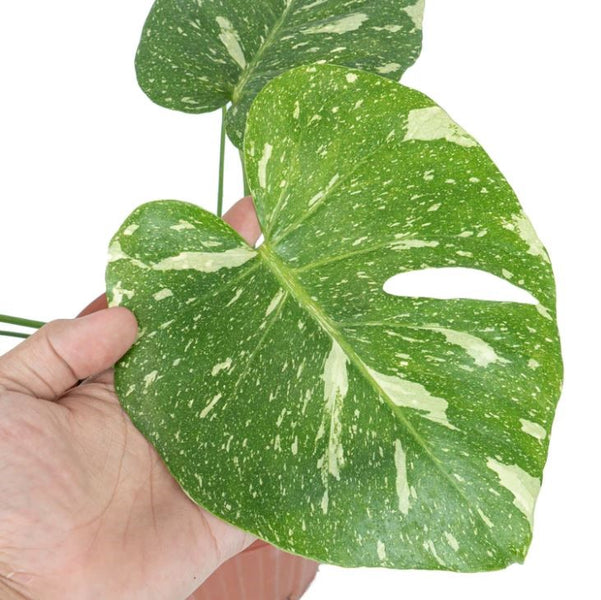 Monstera deliciosa 'Thai Constellation' houseplant