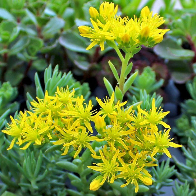 Sedum reflexum 'Blue Spruce'