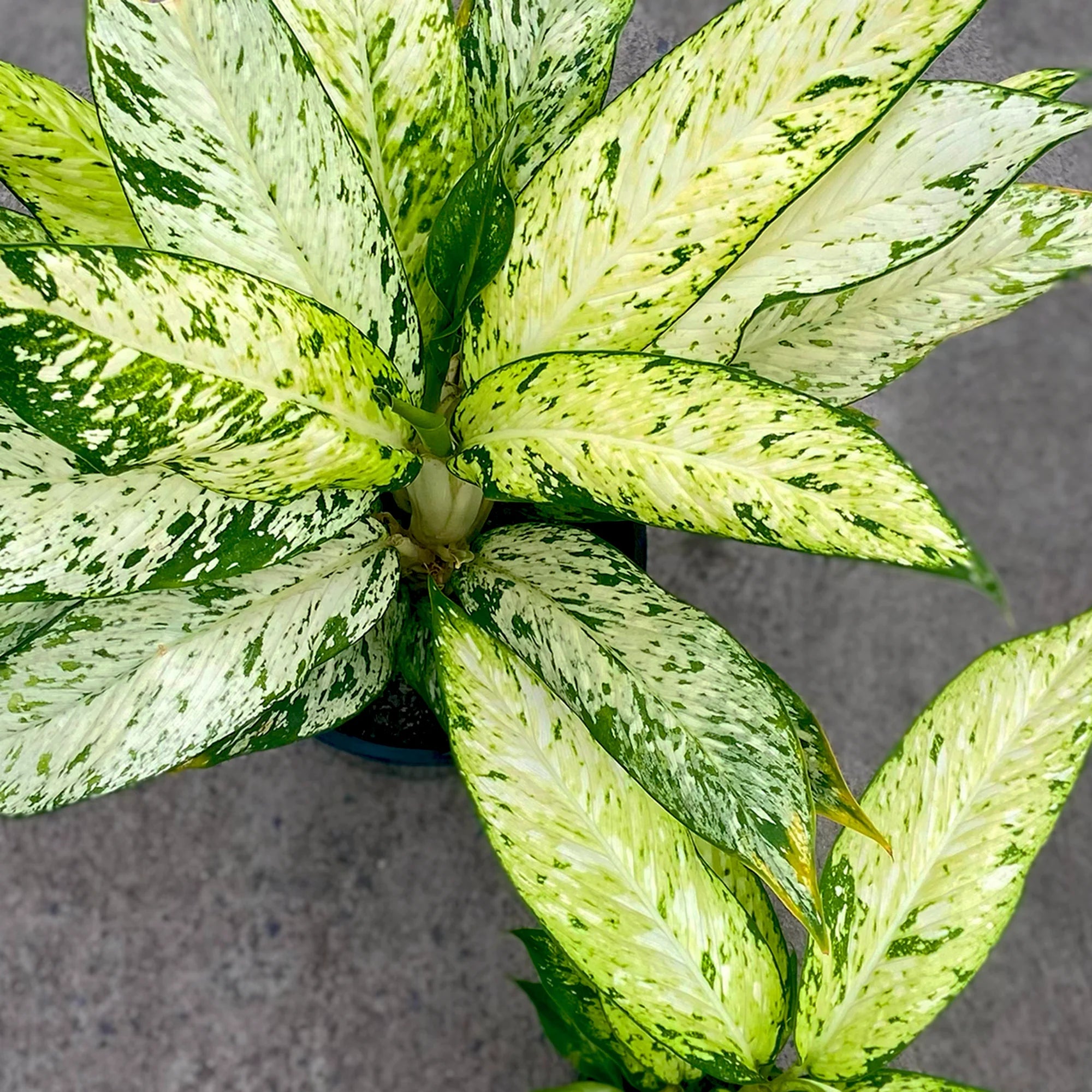 Dieffenbachia ‘Star Bright' - Dumb Cane