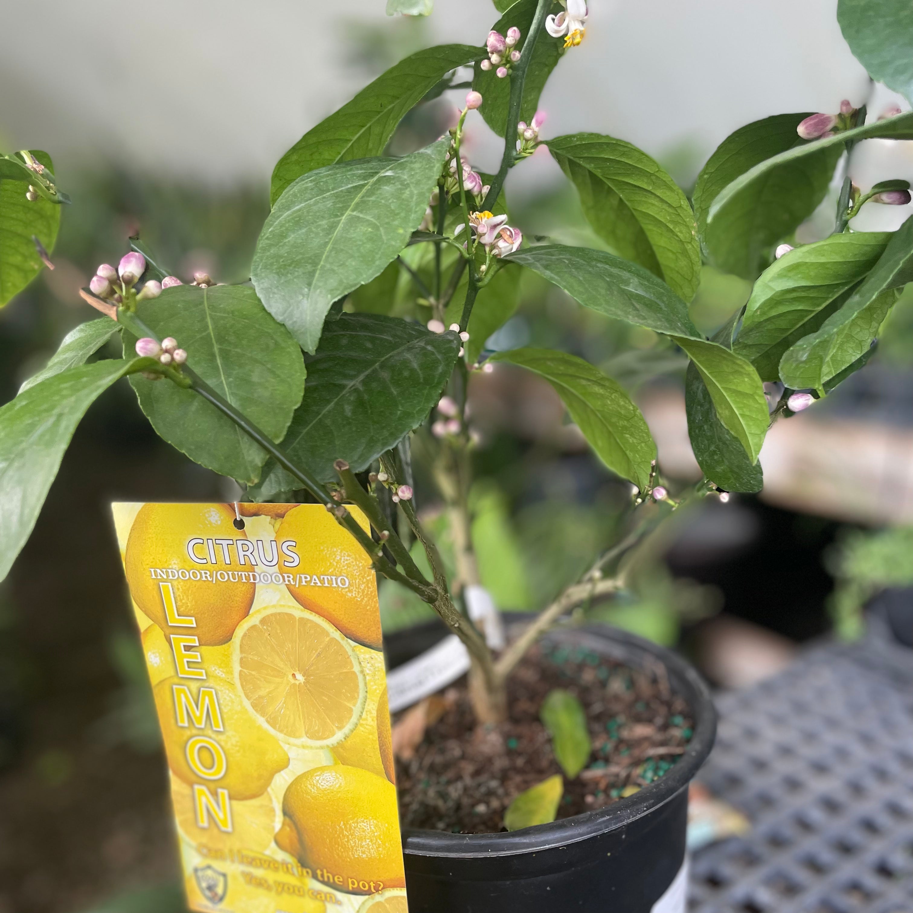 Meyer Lemon - Citrus