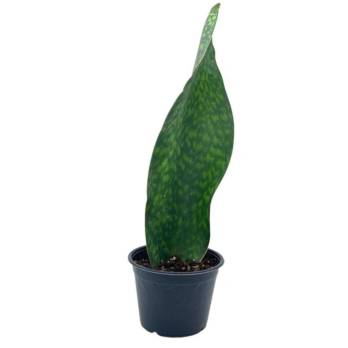 Sansevieria masoniana - Whale Fin Snake Plant