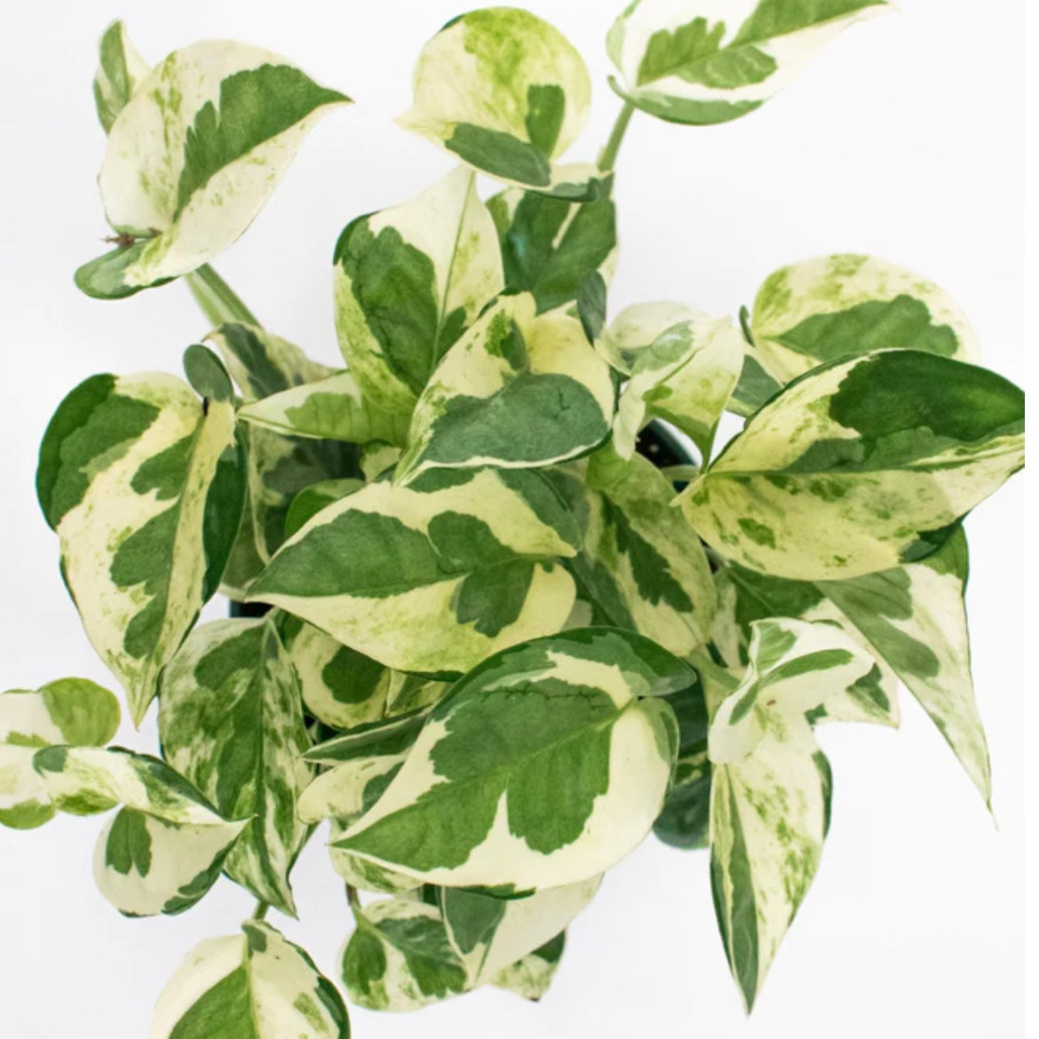 Epipremnum aereum ‘Njoy’ - Pothos