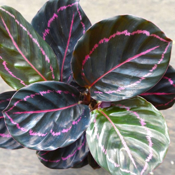 Calathea Roseopicta ‘Dottie’