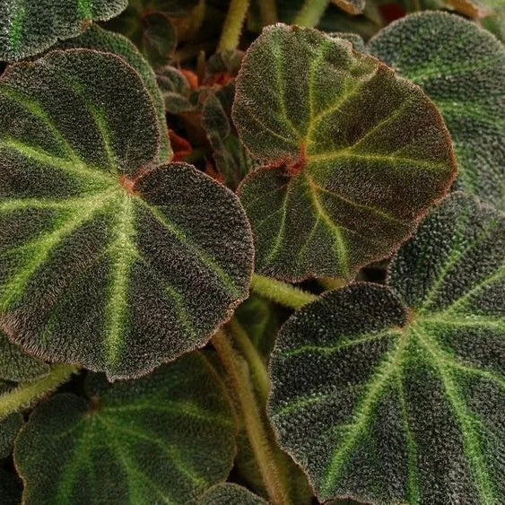 Begonia sol-mutata - Sun Changing Begonia