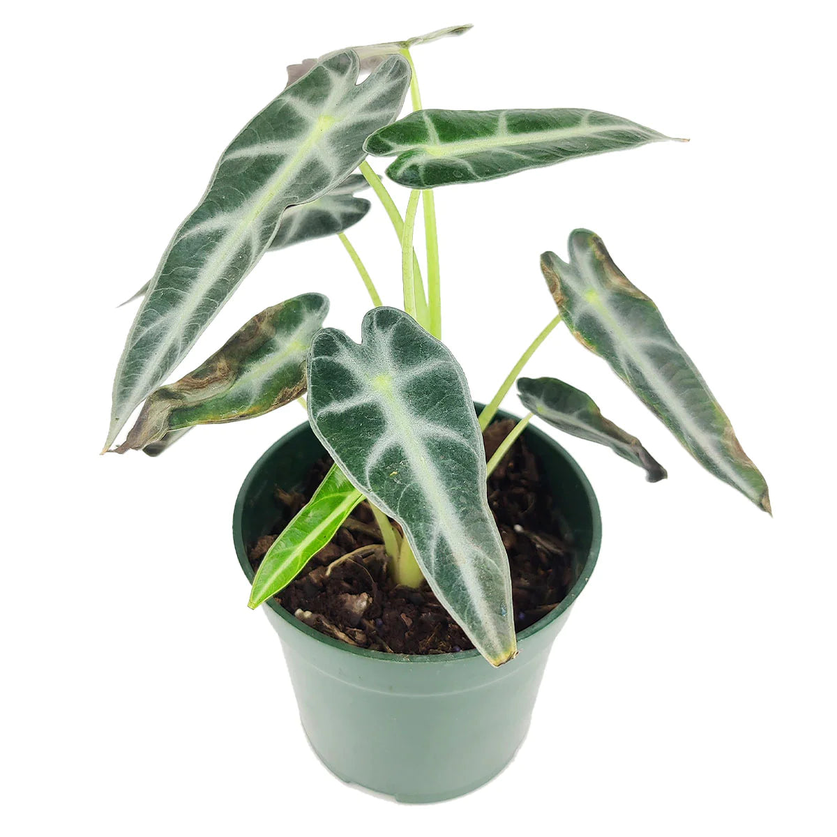 Alocasia amazonica (dwarf variety) - 'Bambino'