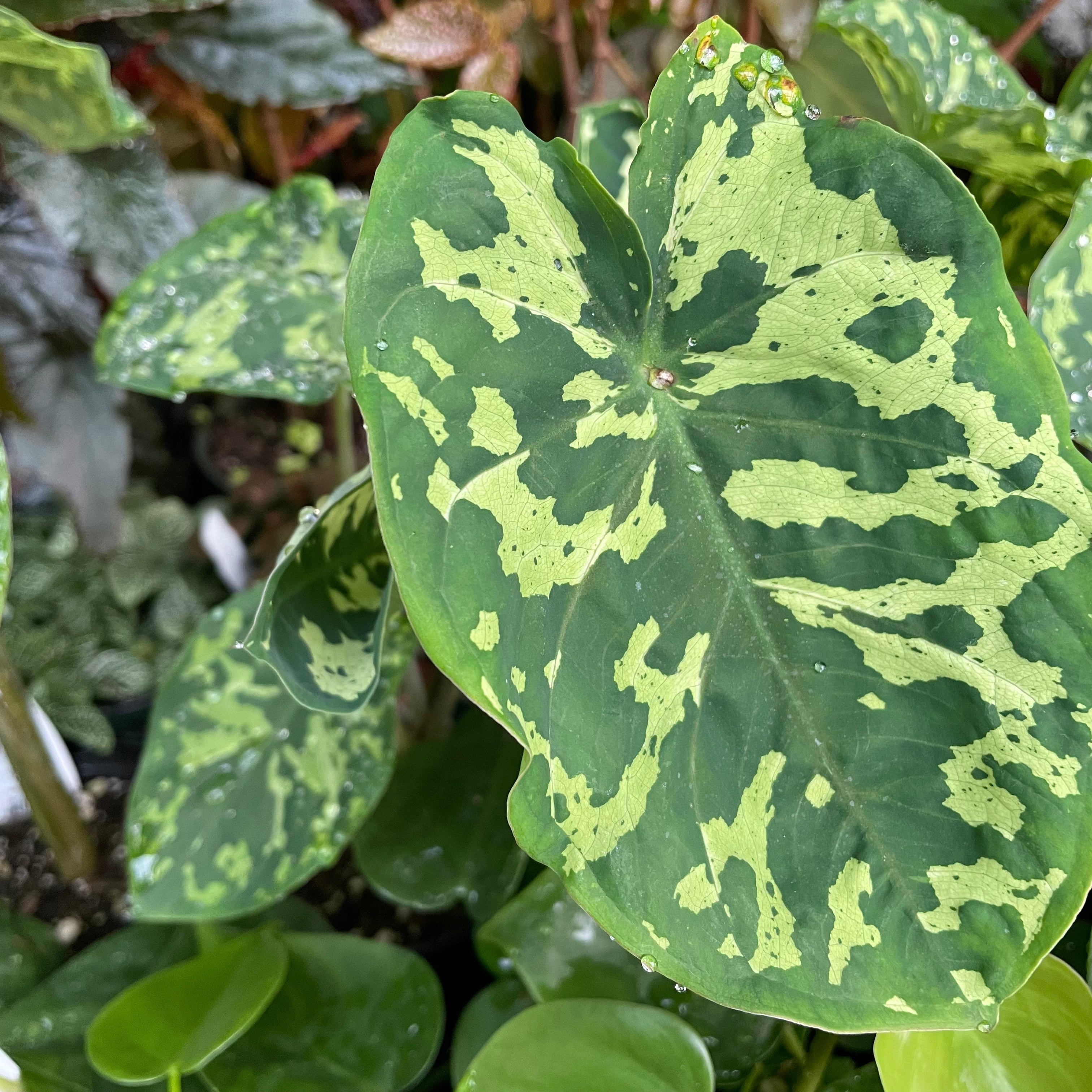 Caladium praetermissun 'Hilo Beauty' - Elephant Ear