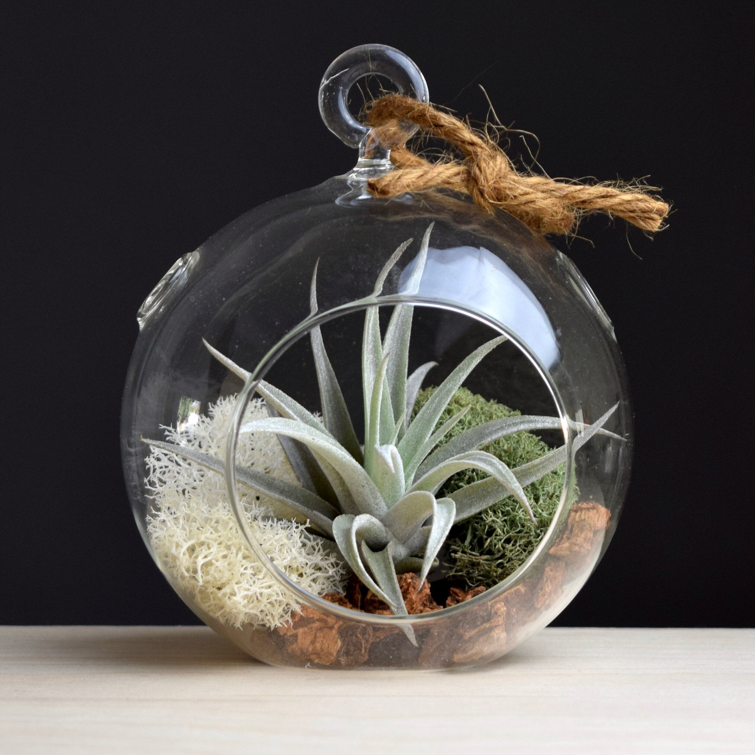 air plant glass orb Glass Orb Hanging Airplant Holder