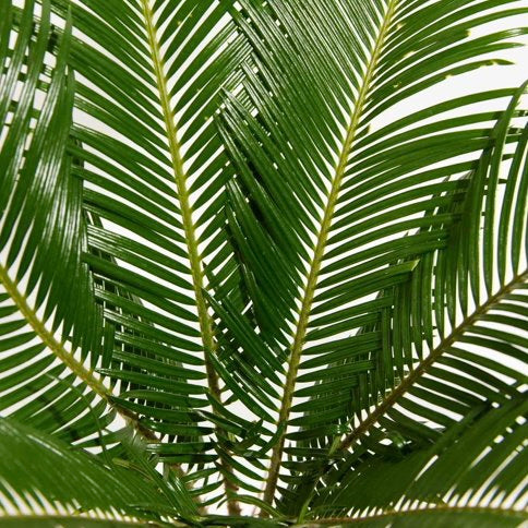 Cycas revoluta - Sago Palm