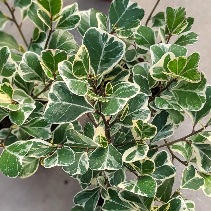Ficus triangularis variegata - Trangle Fig