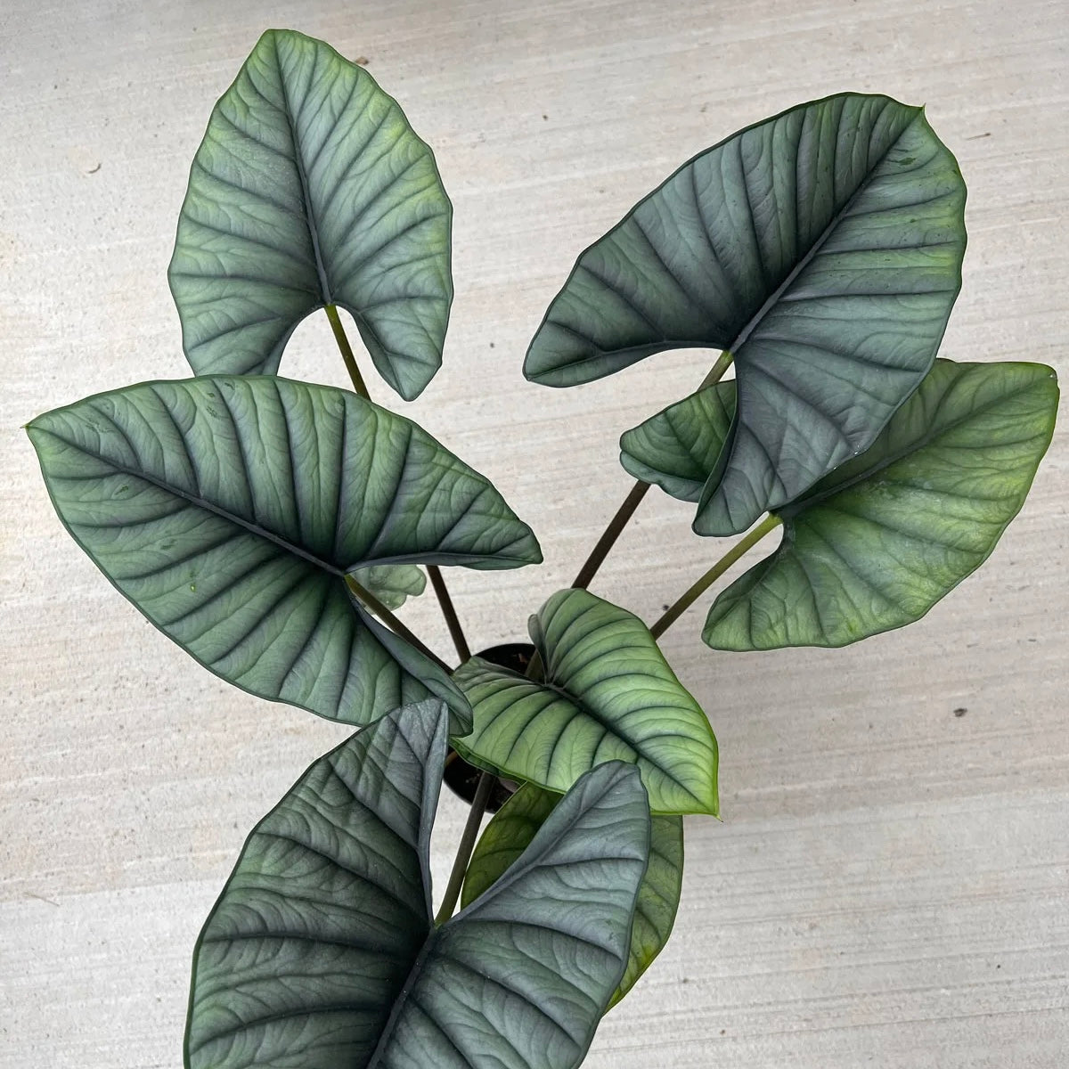 Alocasia nebula ‘Imperialis'