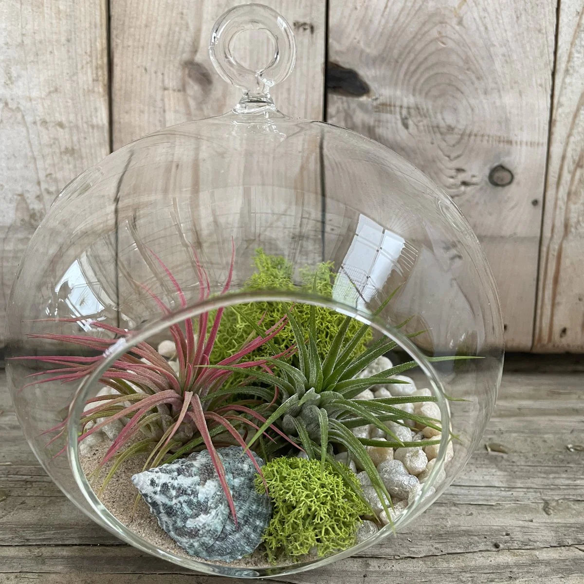 air plant hanging glass Glass Orb Hanging Airplant Holder — The Succulent Hub