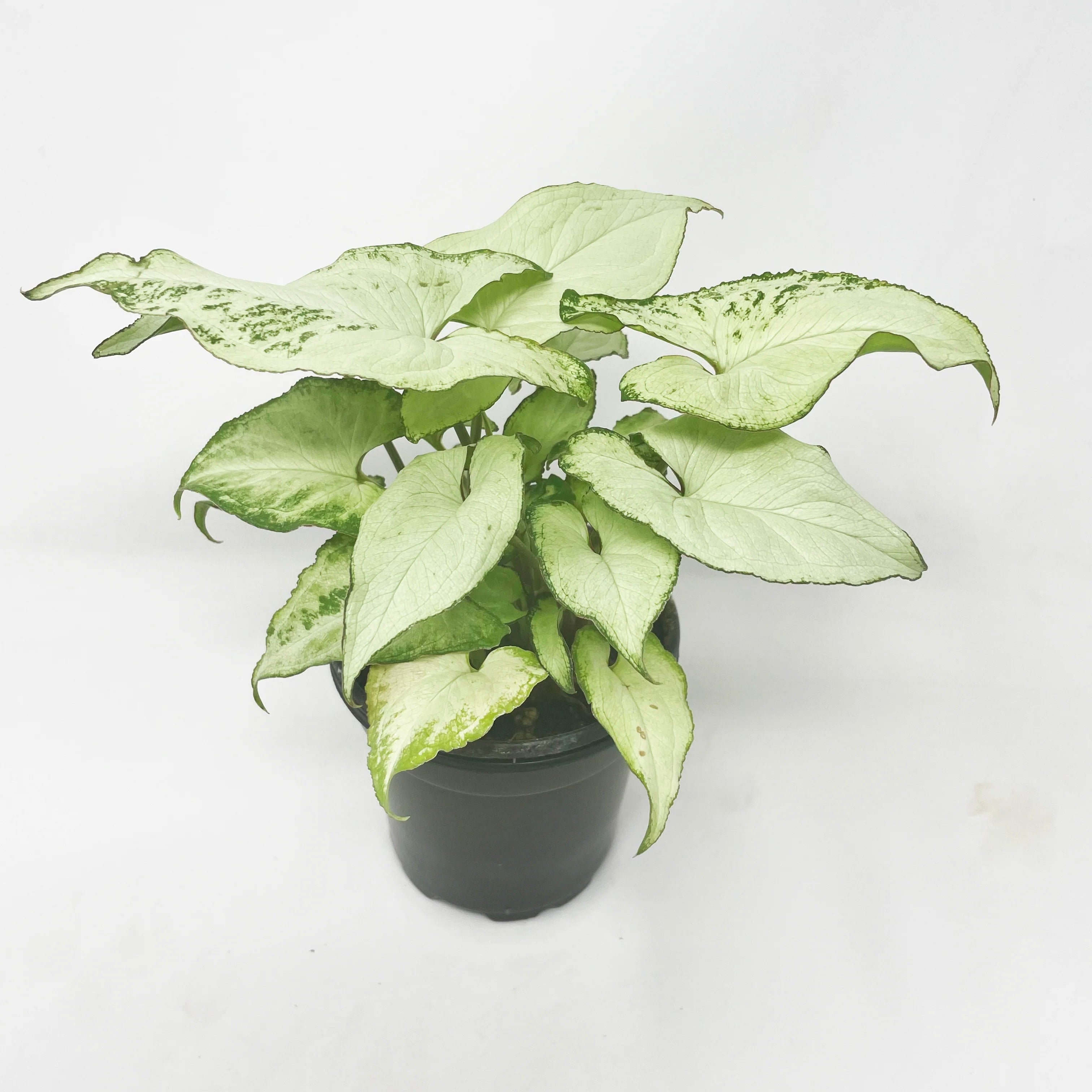 Syngonium podophyllum 'Holly' - Arrowhead Plant