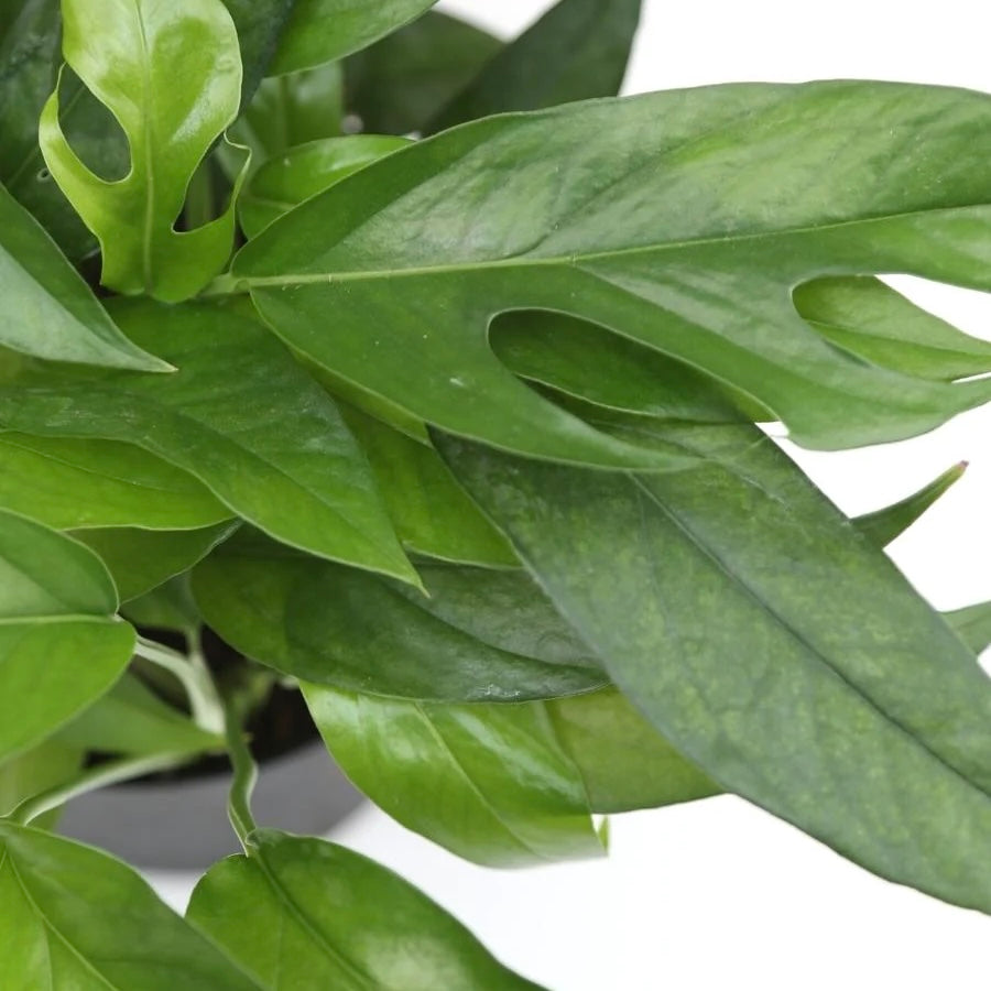 Epipremnum pinneatum - Baltic Blue Pothos