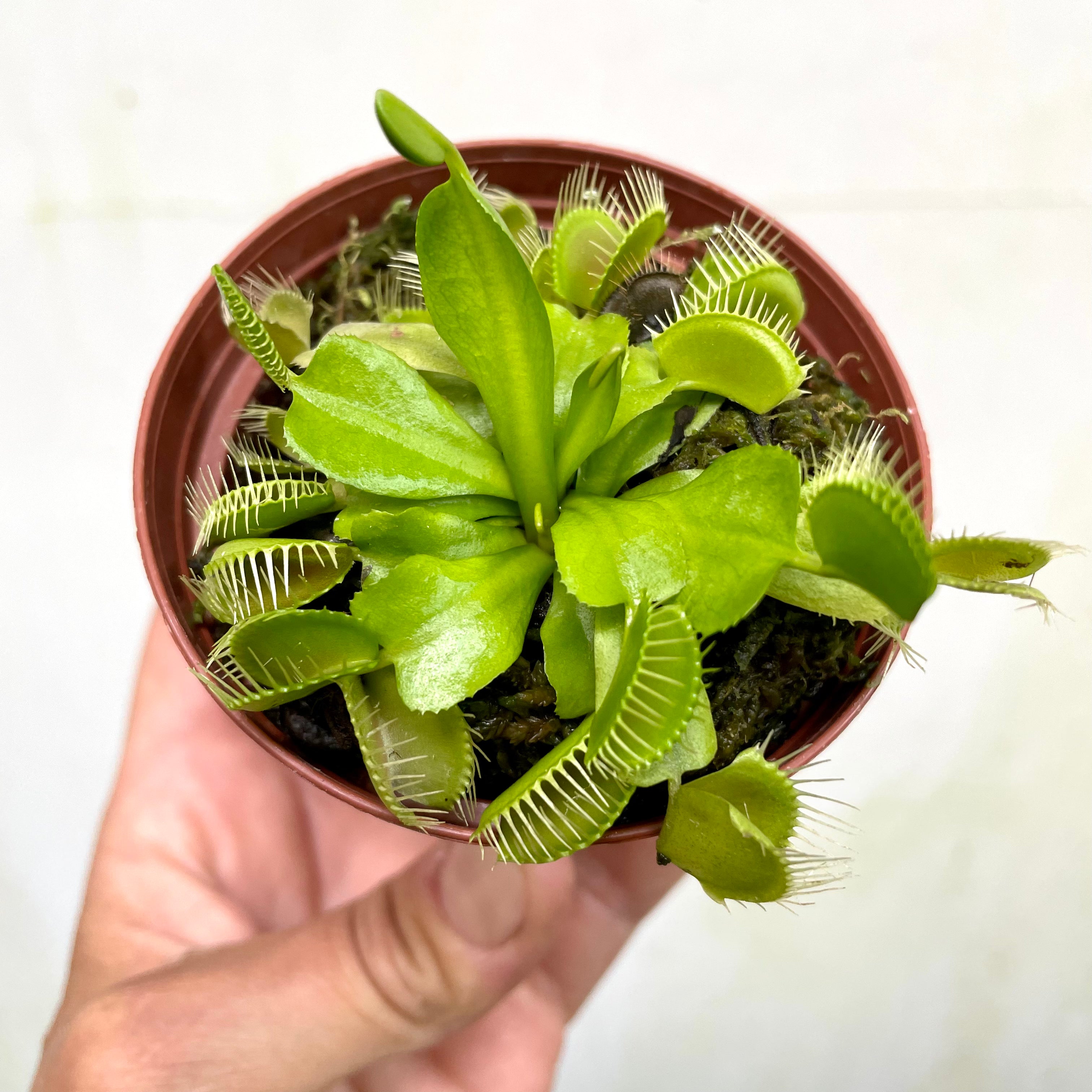 Dionaea muscipula - Venus Fly Trap