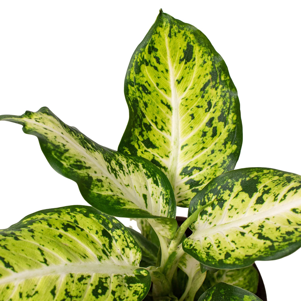 dieffenbachia perfecta Dieffenbachia ‘Amy'