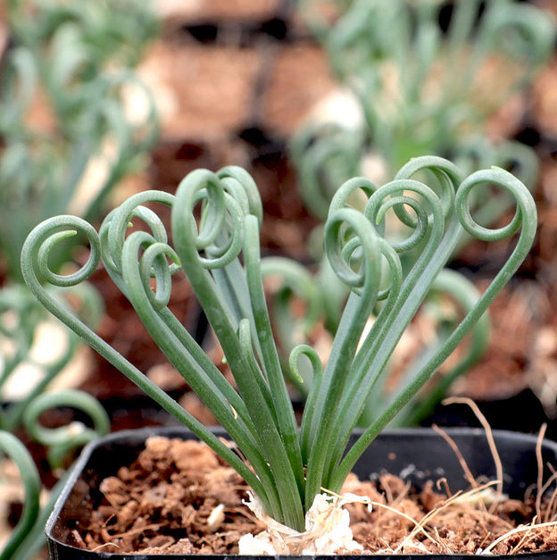 Albuca spiralis - Frizzle Sizzle, Corkscrew albuca