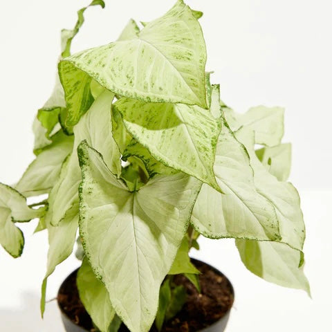 Syngonium podophyllum 'Holly' - Arrowhead Plant