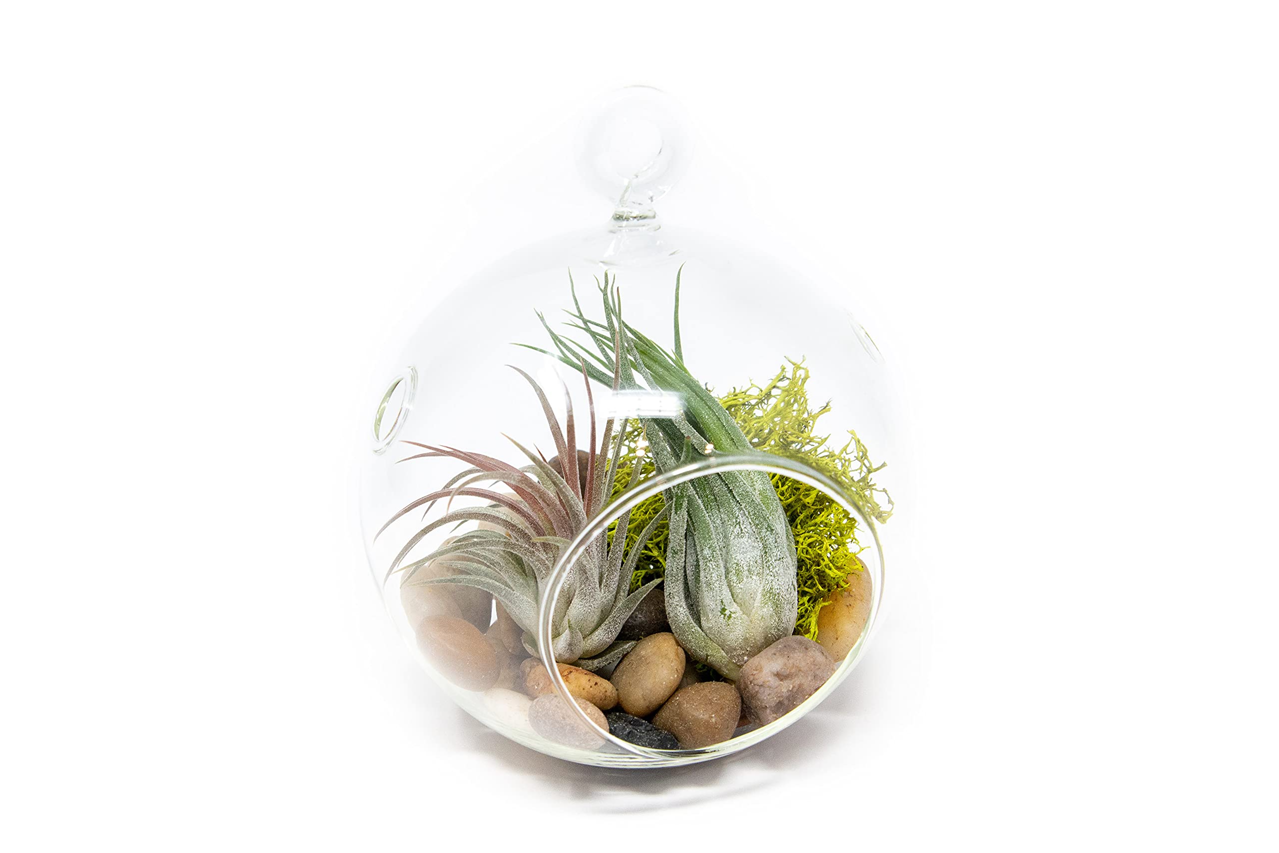 air plant orbs Glass Orb Hanging Airplant Holder — The Succulent Hub