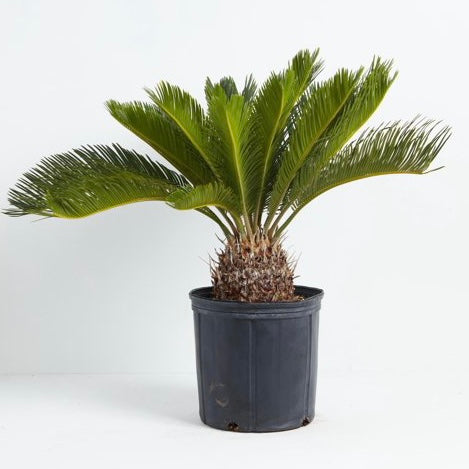 Cycas revoluta - Sago Palm