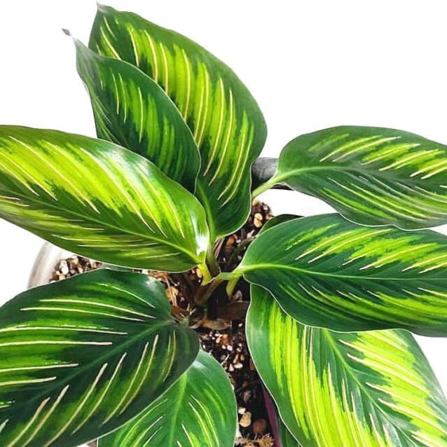 Calathea ornata ‘Beauty Star’