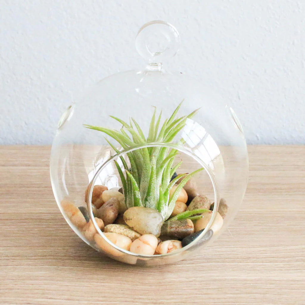 Glass Orb Hanging Airplant Holder — The Succulent Hub