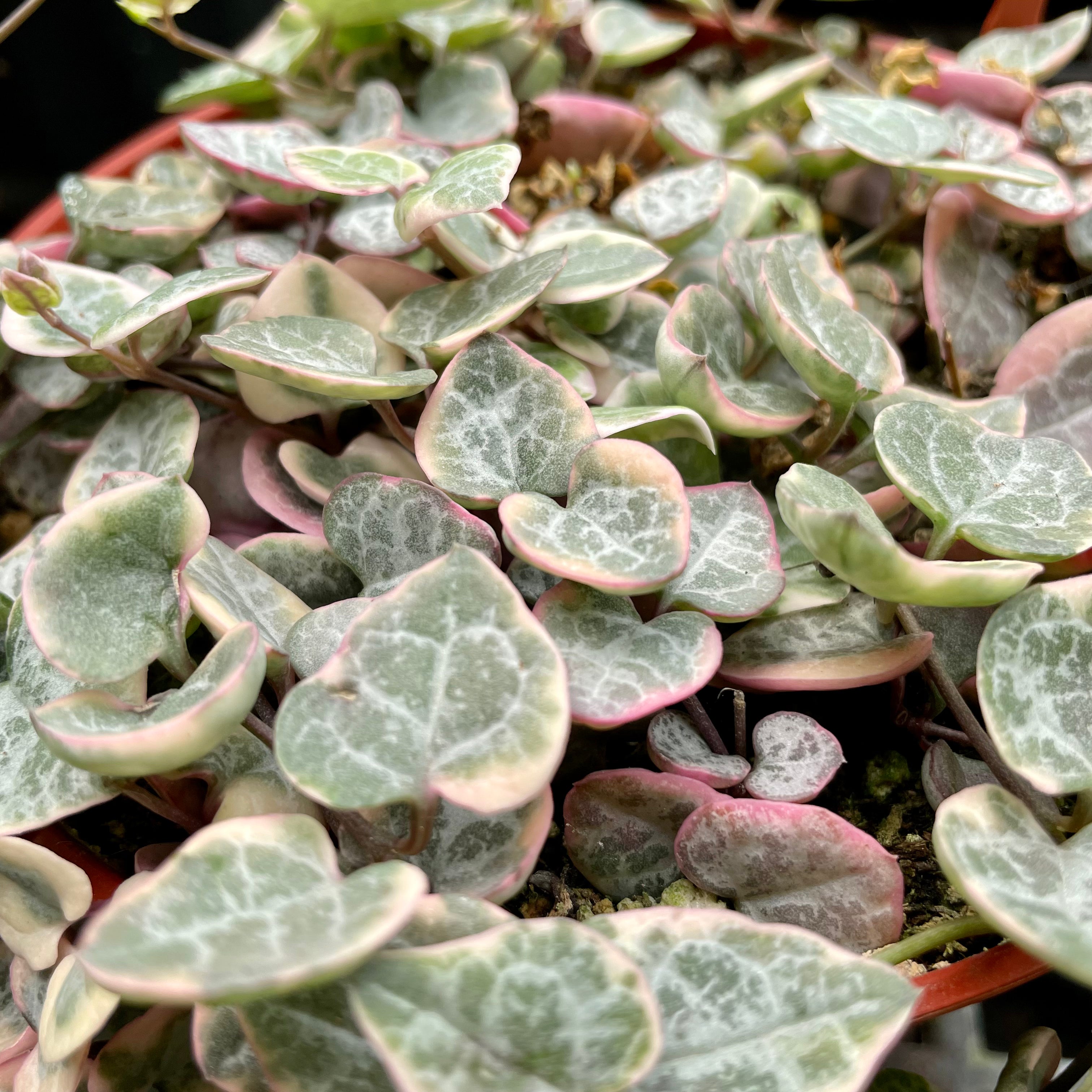 Ceropegia woodii variegata - Variegated String of Hearts